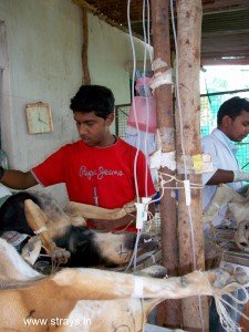 CNVR Procedure in Bangalore