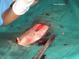 CNVR Procedure in Bangalore