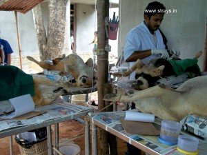 CNVR Procedure in Bangalore