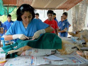 CNVR Procedure in Bangalore