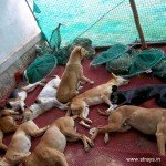 CNVR Procedure in Bangalore