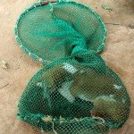 CNVR Procedure in Bangalore