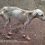 Bambi's rescue, Rinky Karmakar
