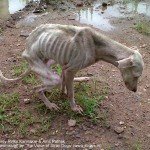 Bambi's rescue, Rinky Karmakar