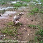 Bambi's rescue, Rinky Karmakar