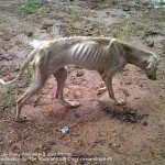 Bambi's rescue, Rinky Karmakar