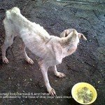 Bambi's rescue, Rinky Karmakar