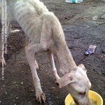 Bambi's rescue, Rinky Karmakar