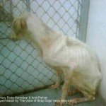 Bambi's rescue, Rinky Karmakar