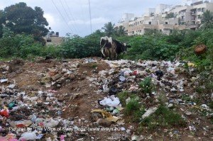 This is an 'open garbage' dump typical of Bangalore. The ground top of the dump is 7-10feet higher - reminder of the uncollected garbage over years!