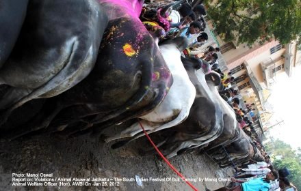 Queuing of bulls Allanganalur