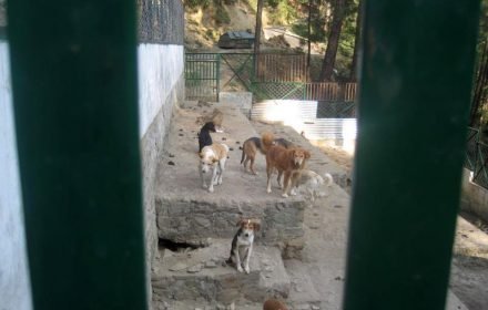 This is when the dogs had come into the Shimla dog pound I