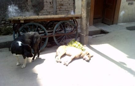 Photo 1: These pictures are from 2 June 2012 from downtown Srinagar where a dog investigates its poisoned brother, and walks away. The name of the photographer is being withheld on request.