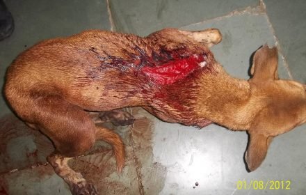 Day 1 of the live dog dog cleaved with a meat cleaver on 1 Aug 2012 in Chunnabhati-Mumbai around 10:00 am [full text & description on album]