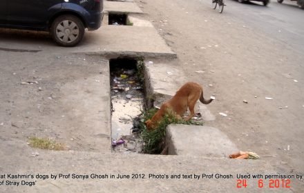 A dog tries to get a drink from the sewage