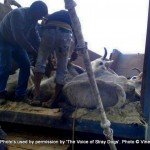 VoSD cow transportation and slaughter case