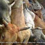 VoSD cow transportation and slaughter case