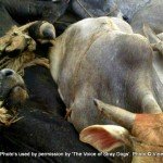 VoSD cow transportation and slaughter case