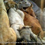 VoSD cow transportation and slaughter case