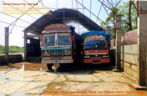 Chodavaram village illegal slaughter house East Godavari District (AP, India): Illegal slaughter in India. Pictures © Animal Rescue Org. Kakinada. Used with permission by 'The Voice of Stray dogs' (www.strays.in)
