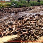 Chodavaram village illegal slaughter house East Godavari District (AP, India): Illegal slaughter in India. Pictures © Animal Rescue Org. Kakinada. Used with permission by 'The Voice of Stray dogs' (www.strays.in)