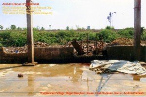 Chodavaram village illegal slaughter house East Godavari District (AP, India): Illegal slaughter in India. Pictures © Animal Rescue Org. Kakinada. Used with permission by 'The Voice of Stray dogs' (www.strays.in)