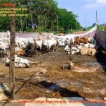 Chodavaram village illegal slaughter house East Godavari District (AP, India): Illegal slaughter in India. Pictures © Animal Rescue Org. Kakinada. Used with permission by 'The Voice of Stray dogs' (www.strays.in)
