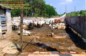 Chodavaram village illegal slaughter house East Godavari District (AP, India): Illegal slaughter in India. Pictures © Animal Rescue Org. Kakinada. Used with permission by 'The Voice of Stray dogs' (www.strays.in)