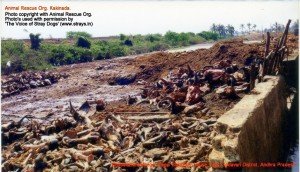 Chodavaram village illegal slaughter house East Godavari District (AP, India): Illegal slaughter in India. Pictures © Animal Rescue Org. Kakinada. Used with permission by 'The Voice of Stray dogs' (www.strays.in)