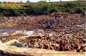 Chodavaram village illegal slaughter house East Godavari District (AP, India): Illegal slaughter in India. Pictures © Animal Rescue Org. Kakinada. Used with permission by 'The Voice of Stray dogs' (www.strays.in)