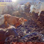 Municipal Slaughter House, Pithapuram, East Godavari District (AP, India): Illegal slaughter in India. Pictures © Animal Rescue Org. Kakinada. Used with permission by 'The Voice of Stray dogs' (www.strays.in)