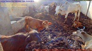 Municipal Slaughter House, Pithapuram, East Godavari District (AP, India): Illegal slaughter in India. Pictures © Animal Rescue Org. Kakinada. Used with permission by 'The Voice of Stray dogs' (www.strays.in)