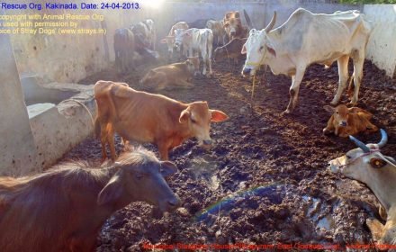 Municipal Slaughter House, Pithapuram, East Godavari District (AP, India): Illegal slaughter in India. Pictures © Animal Rescue Org. Kakinada. Used with permission by 'The Voice of Stray dogs' (www.strays.in)