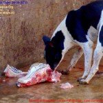 Municipal Slaughter House, Pithapuram, East Godavari District (AP, India): Illegal slaughter in India. Pictures © Animal Rescue Org. Kakinada. Used with permission by 'The Voice of Stray dogs' (www.strays.in)