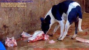 Municipal Slaughter House, Pithapuram, East Godavari District (AP, India): Illegal slaughter in India. Pictures © Animal Rescue Org. Kakinada. Used with permission by 'The Voice of Stray dogs' (www.strays.in)