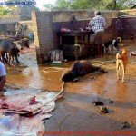Municipal Slaughter House, Pithapuram, East Godavari District (AP, India): Illegal slaughter in India. Pictures © Animal Rescue Org. Kakinada. Used with permission by 'The Voice of Stray dogs' (www.strays.in)
