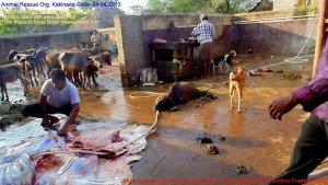 Municipal Slaughter House, Pithapuram, East Godavari District (AP, India): Illegal slaughter in India. Pictures © Animal Rescue Org. Kakinada. Used with permission by 'The Voice of Stray dogs' (www.strays.in)