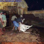 Municipal Slaughter House, Pithapuram, East Godavari District (AP, India): Illegal slaughter in India. Pictures © Animal Rescue Org. Kakinada. Used with permission by 'The Voice of Stray dogs' (www.strays.in)