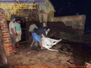Municipal Slaughter House, Pithapuram, East Godavari District (AP, India): Illegal slaughter in India. Pictures © Animal Rescue Org. Kakinada. Used with permission by 'The Voice of Stray dogs' (www.strays.in)
