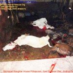 Municipal Slaughter House, Pithapuram, East Godavari District (AP, India): Illegal slaughter in India. Pictures © Animal Rescue Org. Kakinada. Used with permission by 'The Voice of Stray dogs' (www.strays.in)