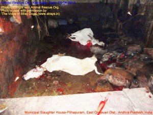 Municipal Slaughter House, Pithapuram, East Godavari District (AP, India): Illegal slaughter in India. Pictures © Animal Rescue Org. Kakinada. Used with permission by 'The Voice of Stray dogs' (www.strays.in)