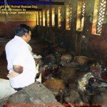 Municipal Slaughter House, Pithapuram, East Godavari District (AP, India): Illegal slaughter in India. Pictures © Animal Rescue Org. Kakinada. Used with permission by 'The Voice of Stray dogs' (www.strays.in)