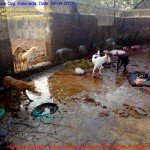 Municipal Slaughter House, Pithapuram, East Godavari District (AP, India): Illegal slaughter in India. Pictures © Animal Rescue Org. Kakinada. Used with permission by 'The Voice of Stray dogs' (www.strays.in)