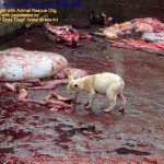 Municipal Slaughter House, Pithapuram, East Godavari District (AP, India): Illegal slaughter in India. Pictures © Animal Rescue Org. Kakinada. Used with permission by 'The Voice of Stray dogs' (www.strays.in)