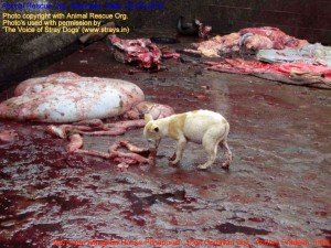 Municipal Slaughter House, Pithapuram, East Godavari District (AP, India): Illegal slaughter in India. Pictures © Animal Rescue Org. Kakinada. Used with permission by 'The Voice of Stray dogs' (www.strays.in)