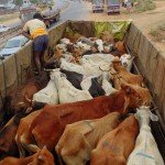 Cows illegally transported for slaughter, now at SPCA Kakinada.(AP, India): Illegal slaughter in India. Pictures © Animal Rescue Org. Kakinada. Used with permission by 'The Voice of Stray dogs' (www.strays.in)
