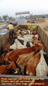 Cows illegally transported for slaughter, now at SPCA Kakinada.(AP, India): Illegal slaughter in India. Pictures © Animal Rescue Org. Kakinada. Used with permission by 'The Voice of Stray dogs' (www.strays.in)
