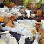 Cows illegally transported for slaughter, now at SPCA Kakinada.(AP, India): Illegal slaughter in India. Pictures © Animal Rescue Org. Kakinada. Used with permission by 'The Voice of Stray dogs' (www.strays.in)