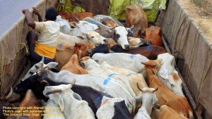 Cows illegally transported for slaughter, now at SPCA Kakinada.(AP, India): Illegal slaughter in India. Pictures © Animal Rescue Org. Kakinada. Used with permission by 'The Voice of Stray dogs' (www.strays.in)