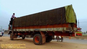 Cows illegally transported for slaughter, now at SPCA Kakinada.(AP, India): Illegal slaughter in India. Pictures © Animal Rescue Org. Kakinada. Used with permission by 'The Voice of Stray dogs' (www.strays.in)